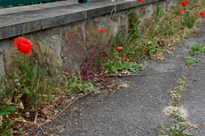 Primavera anche sui marciapiedi in città