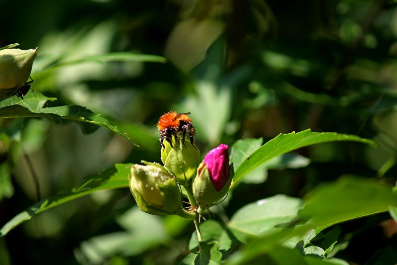 Impollinazione estiva su ibisco