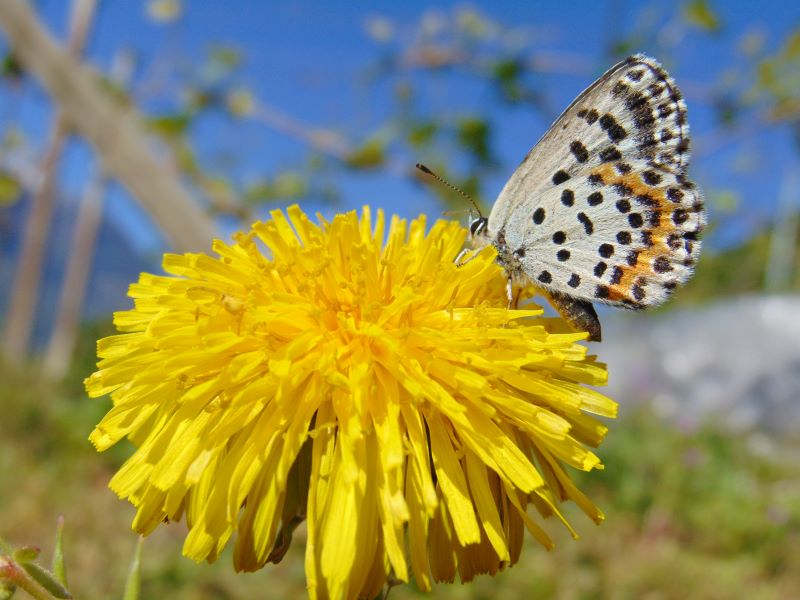 Bentornate farfalle