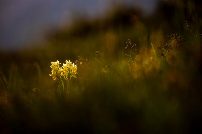 Dactylorhiza sambucina baciata dal sole