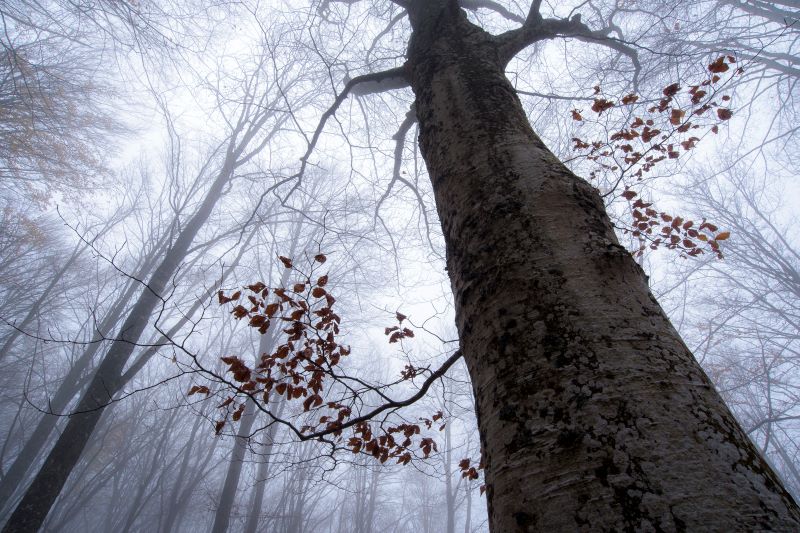 Incanto d'autunno