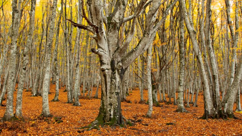 Foresta di faggi secolari