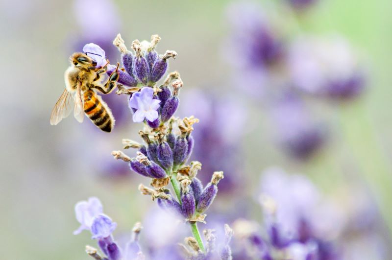 Profumo di Lavanda