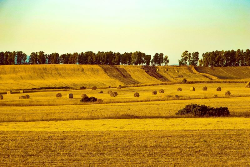 Estate nelle colline dorate di Oristano