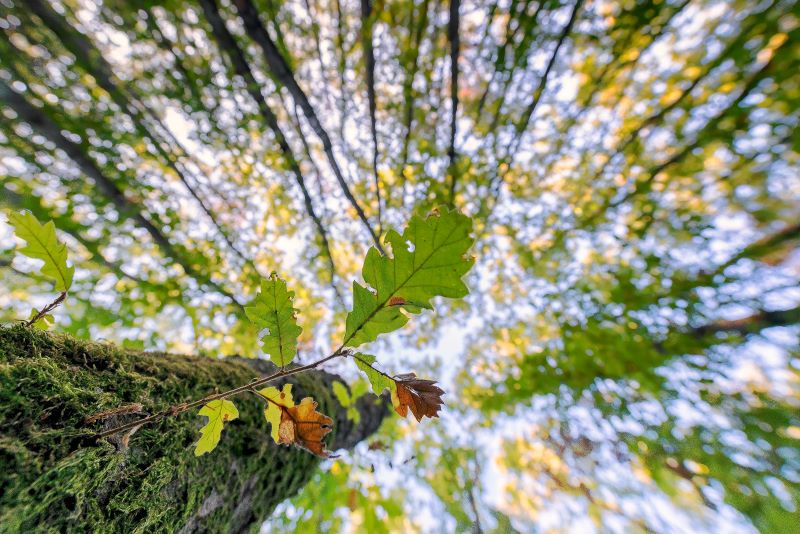 Bosco d'autunno