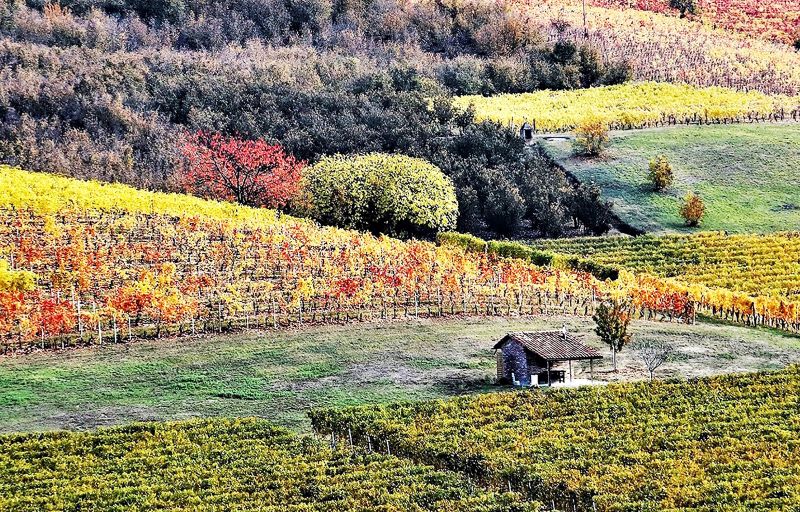 Dopo la vendemmia nelle Langhe