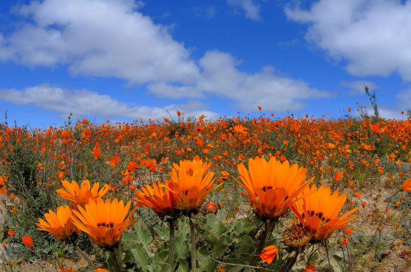 Spring flowering