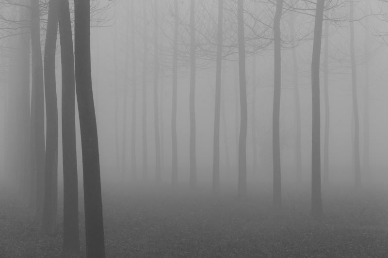 Fog in the forest