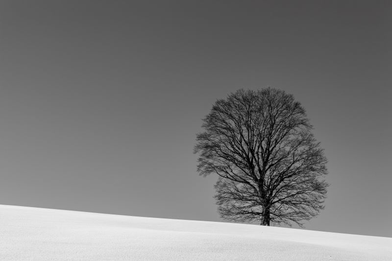 Isolated tree