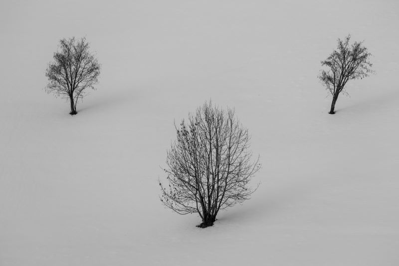 Three trees