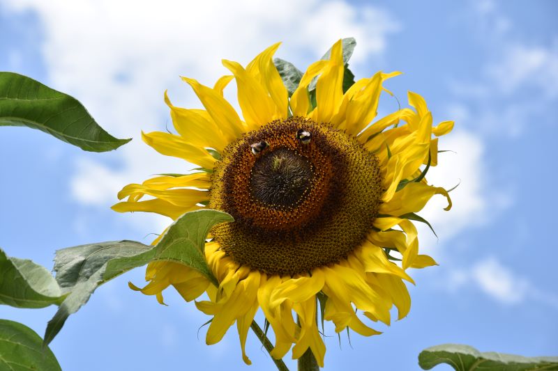 Seguire il sole con occhi speciali