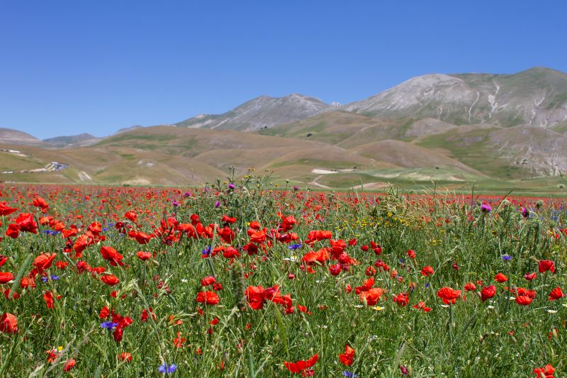 Primavera a Castelluccio di Norcia