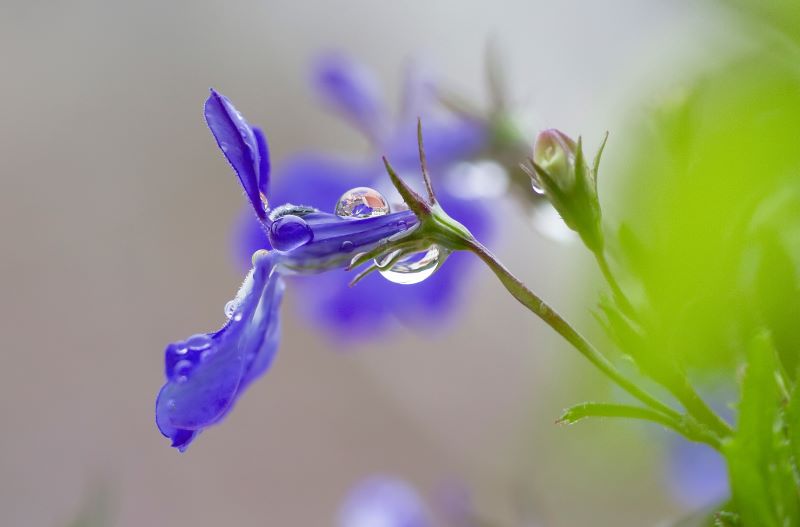 Lobelia