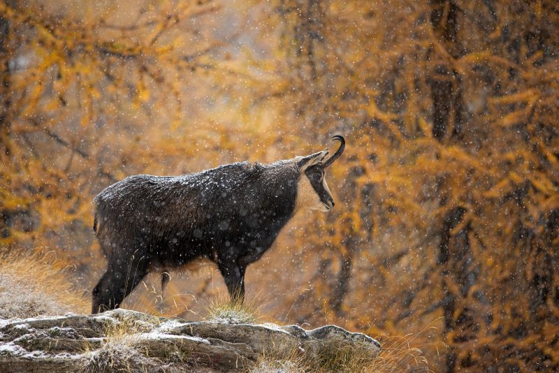 Autunno selvatico