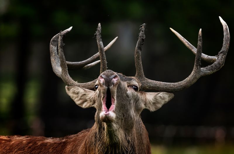 Il bramito del cervo