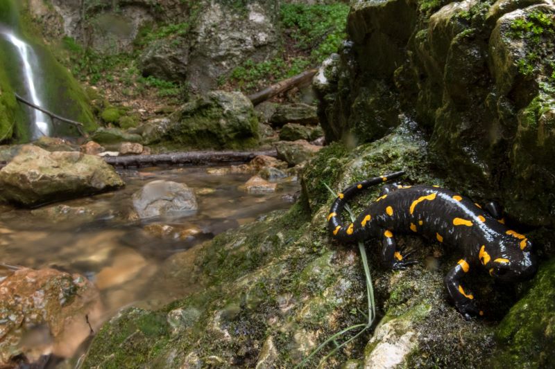 Salamandra Pezzata