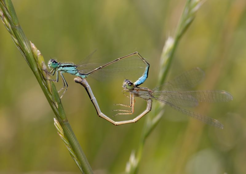 Damselfly sex