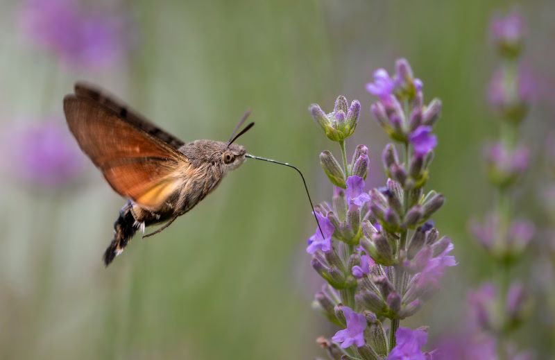 Macroglossum stellatarum