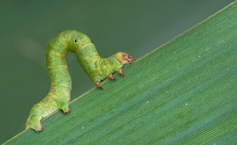 Verde sul verde