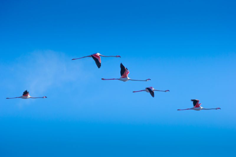 Armonia in volo