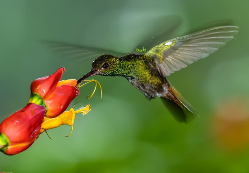 il volo del colibrì