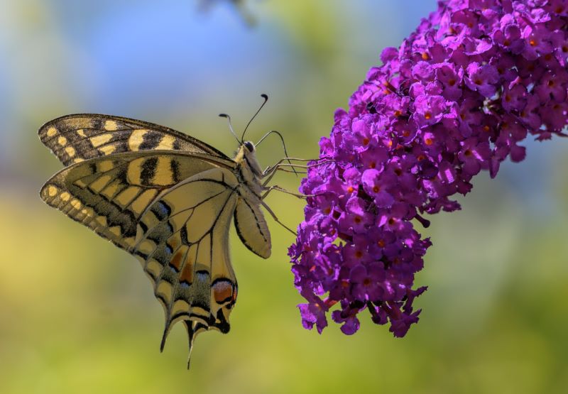 Macaone su buddleja