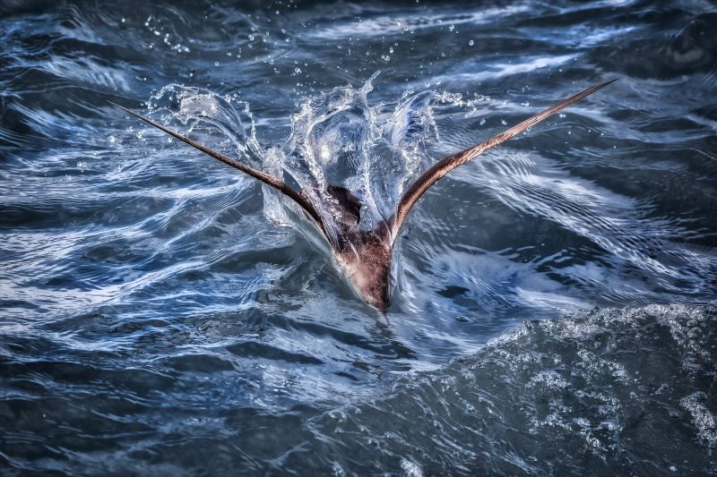 Il tuffo della Berta