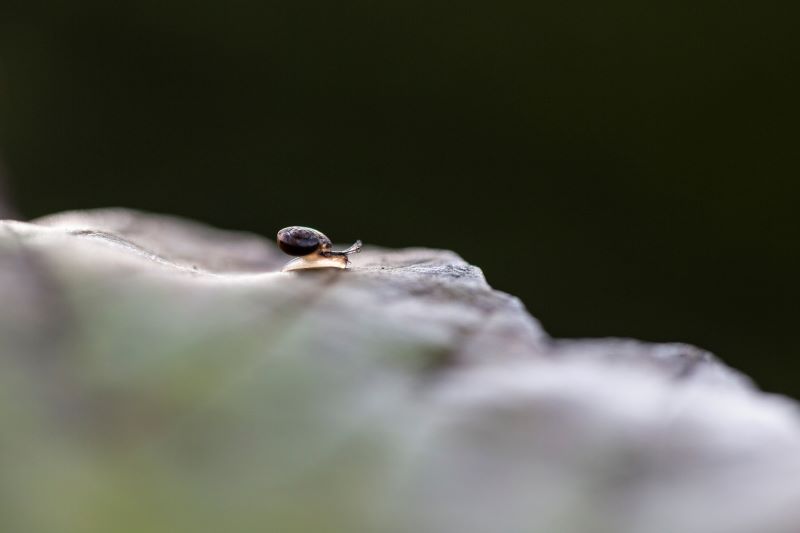 Sinuose movenze