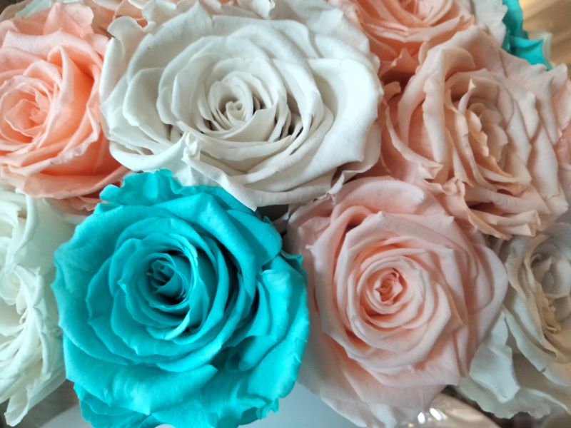Rose senza spine
