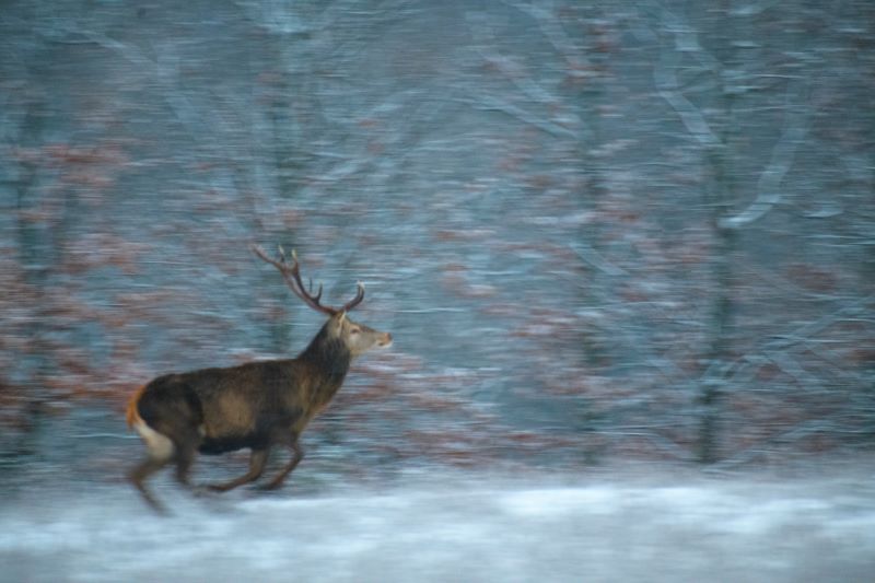 in corsa sulla neve