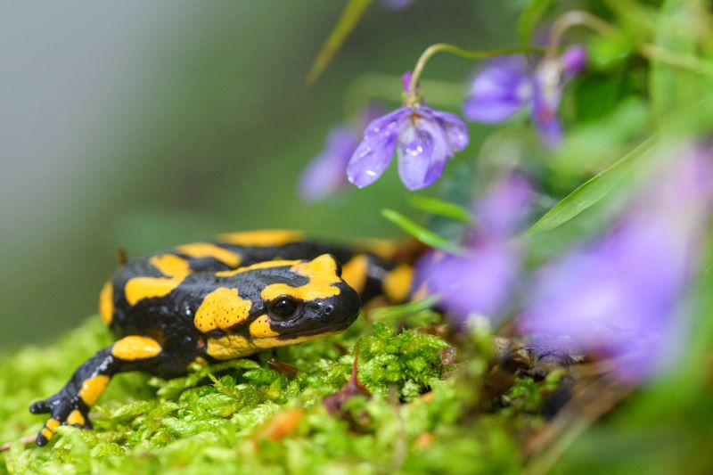 salamandra tra le viole