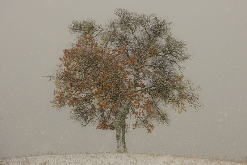 quercia nella tempesta