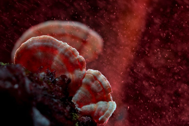 Red Atmosphere