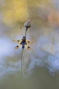 Libelloides macaronius