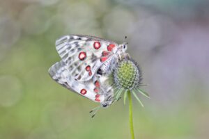 La coppia Apollo Parnassius