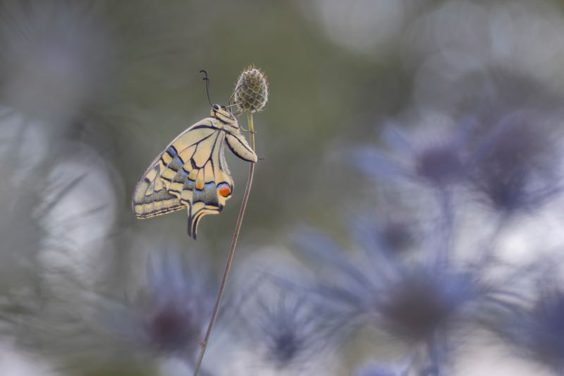 Papilio Machaon