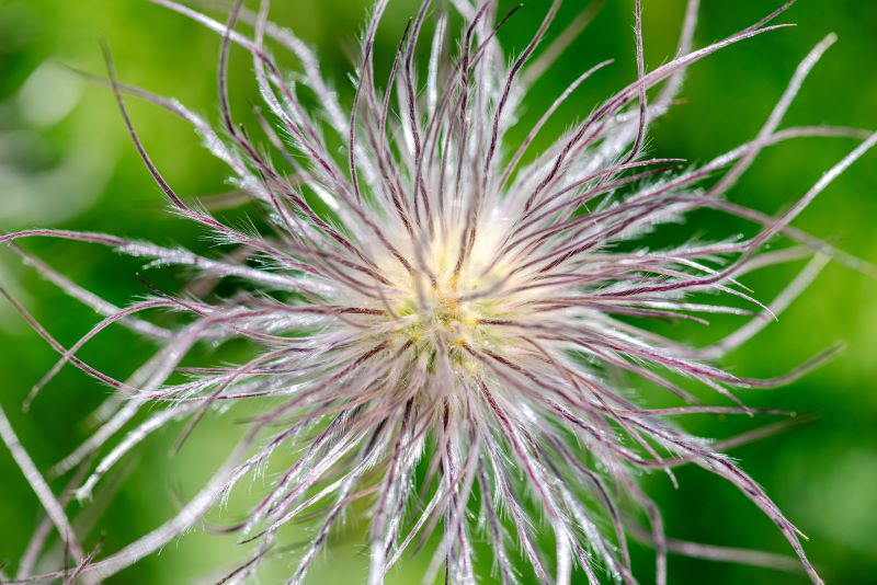 Pulsatilla Vulgaris Miller