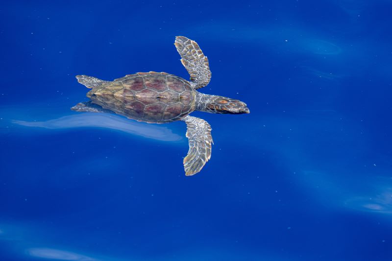 Dipingendo nel blu