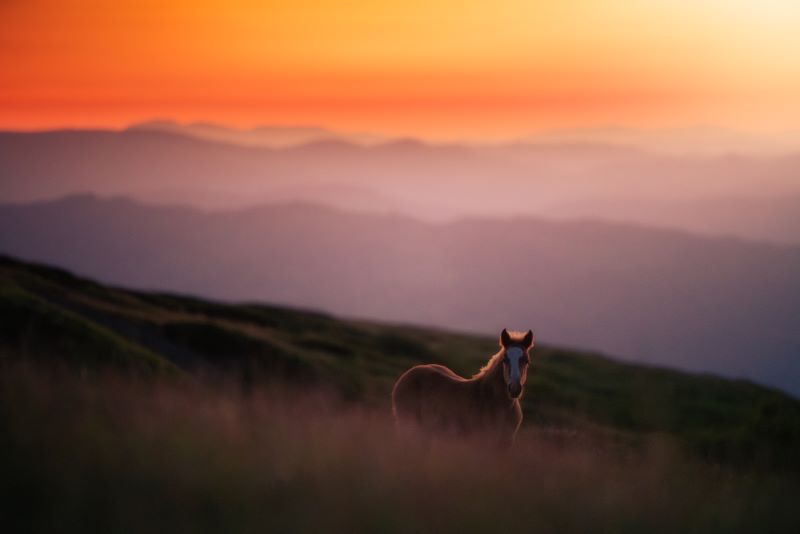 A Wild Sunset