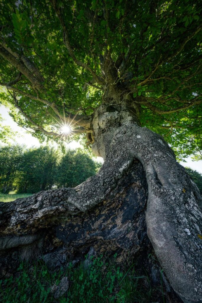 Old tree