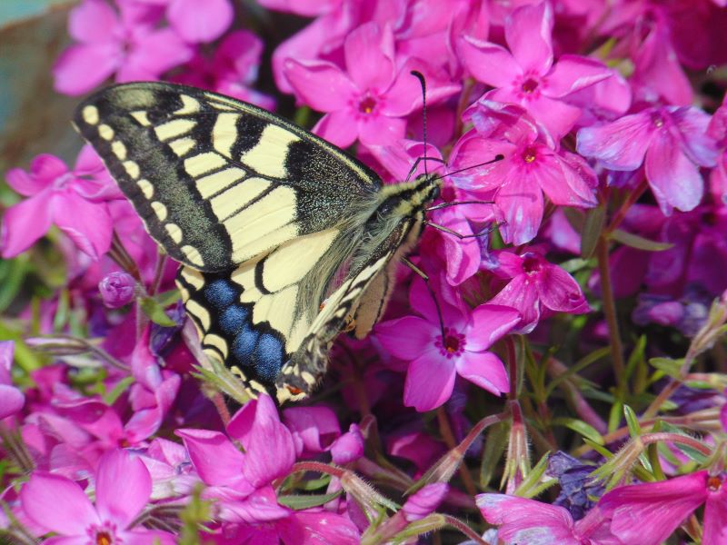 Farfalla danza tra i fiori