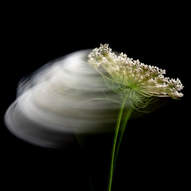La danza della natura 1