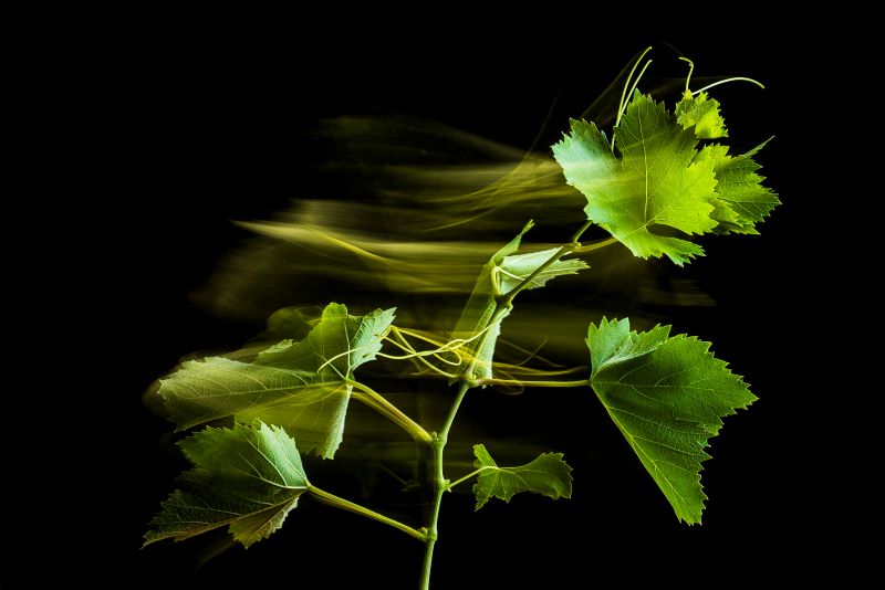 La danza della natura 2