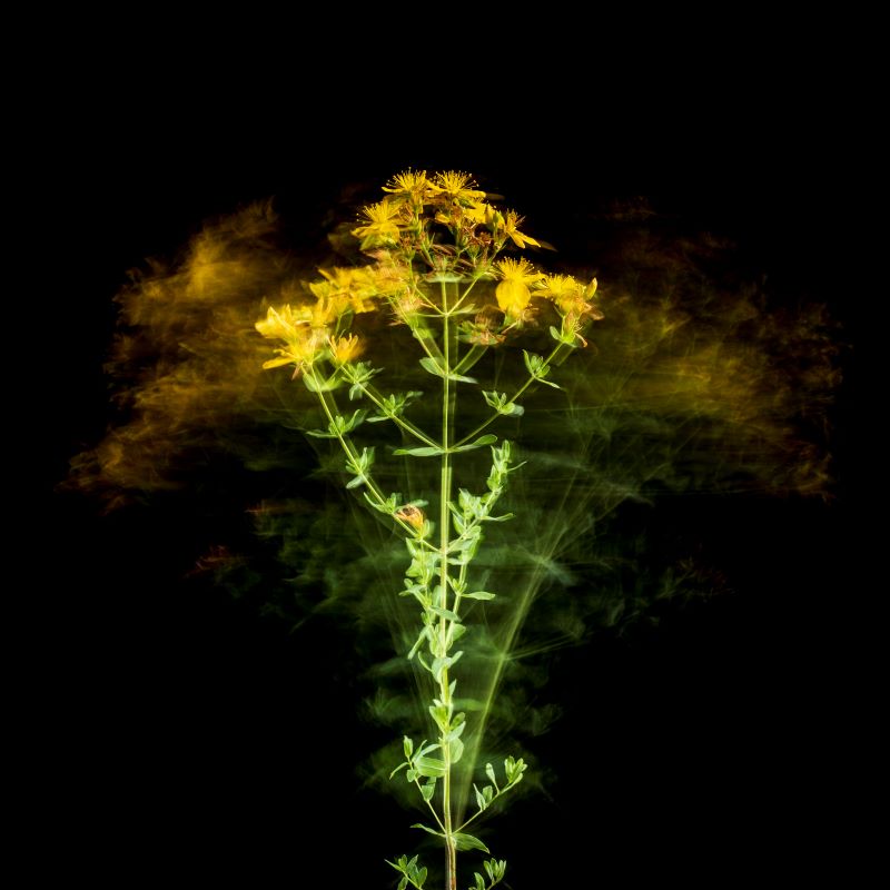 La danza della natura 3