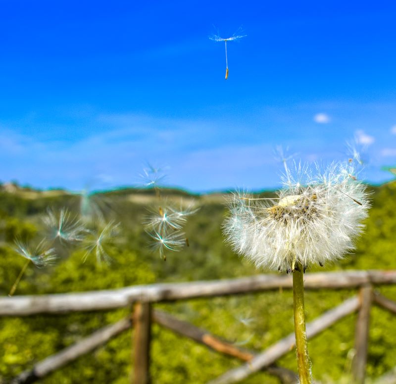 Un soffio di vento