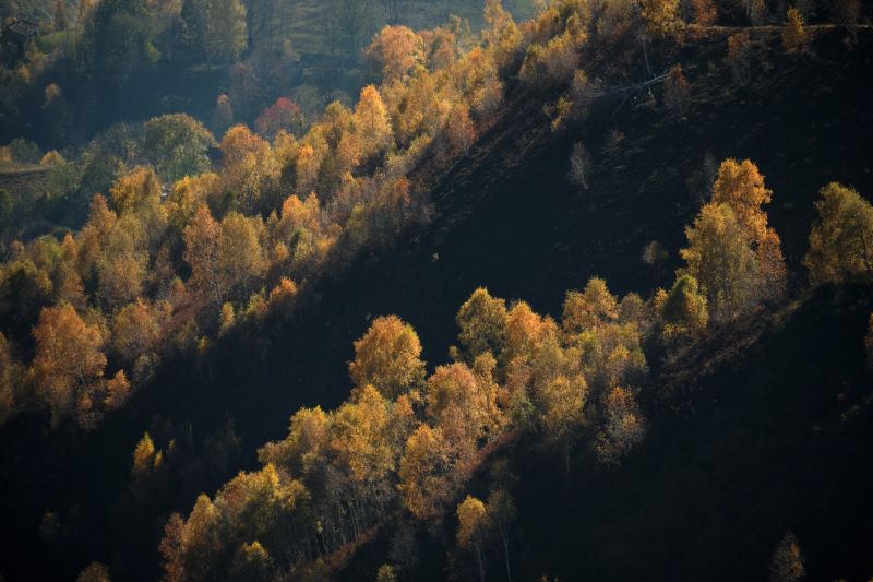 Bosco del sorriso