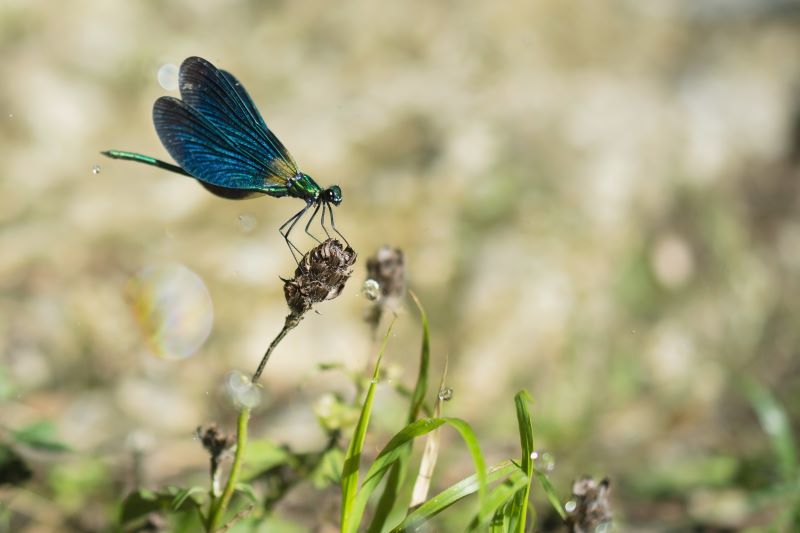 Gocce di libellula