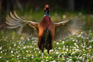 Strillo nel campo fiorito