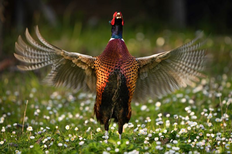 Strillo nel campo fiorito