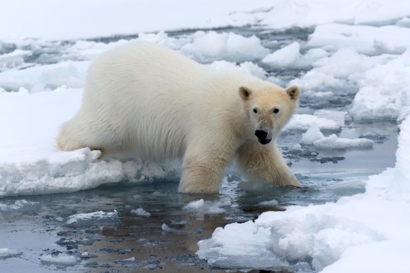 Orso Polare in acqua